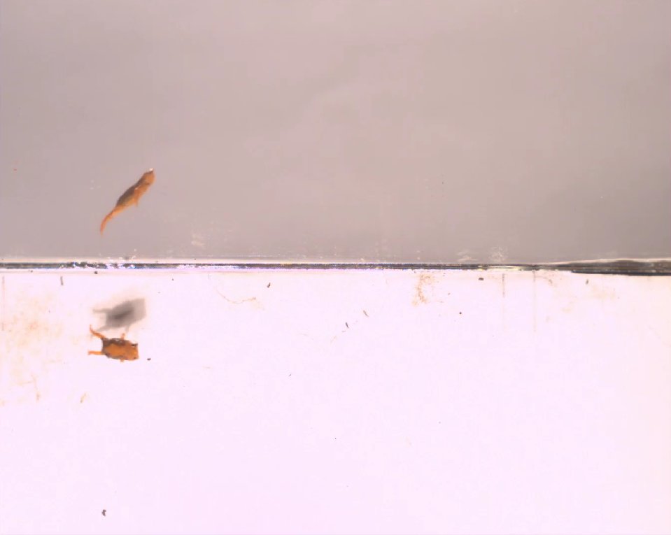 Sabiam que nem todo sapo sabe pular? É o caso dos sapinhos-pingo-de-ouro (Brachycephalus spp.), que são péssimos saltadores e não conseguem controlar a aterrissagem.
