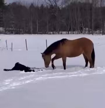 While her owner was making snow angels, the horse decided to join her.
