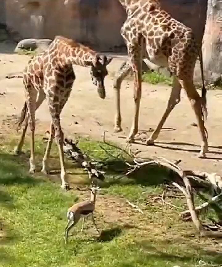 Bu zürafa, boynuzuna ağaç dalı saplanmış bir ceylanın zorlandığını fark edip, dalı çıkarmaya yardım ediyor.