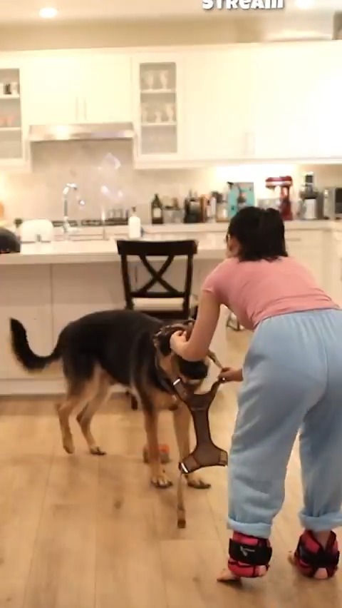 Turning my dog into a vtuber 😂