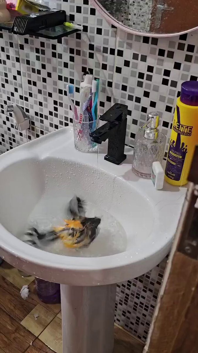 A real life Zapdos Pokémon. 📹 Lindomar Araujo Anjos