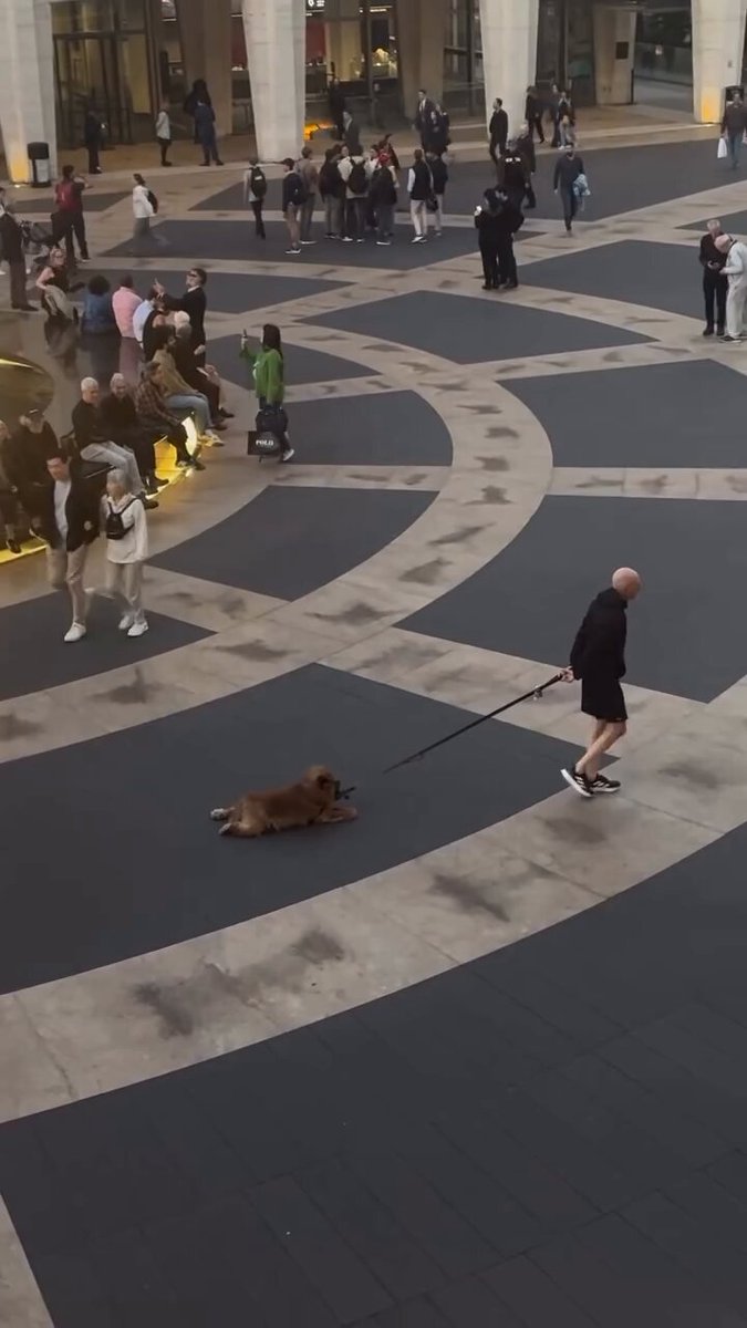 Whiny chow chow goes on a walk with his senior human… unfortunately the treats were forgotten, so walking has been canceled 😂 “human forgot the treats, so I suddenly forget how legs work.”