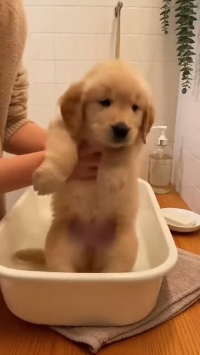 Aww so lovely baby puppy 🐶🩷