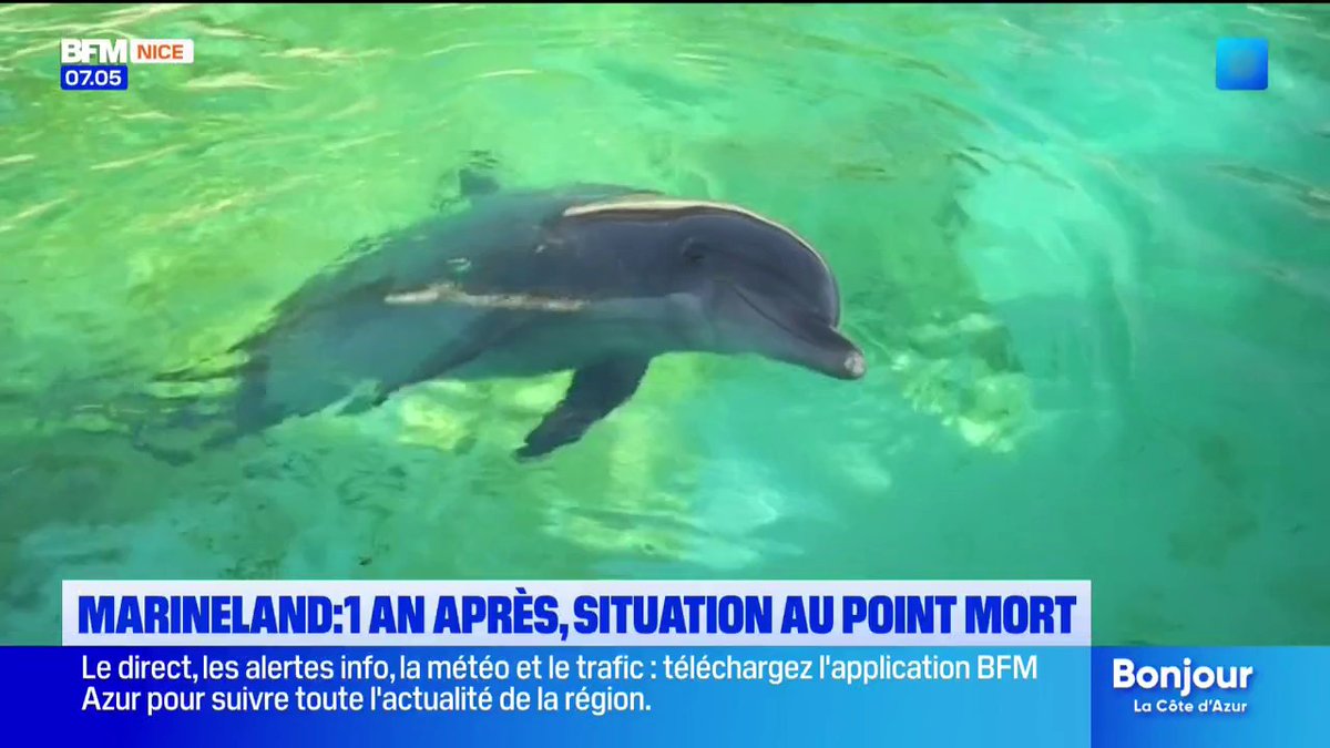 1 an après la fermeture de Marineland : la situation au point mort