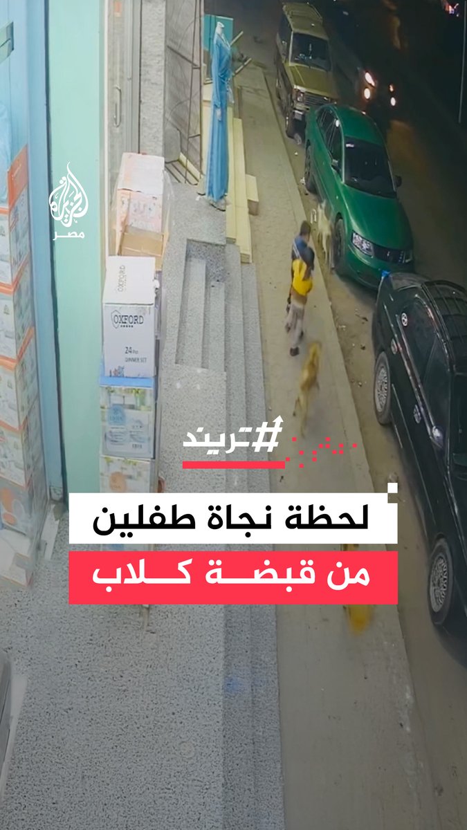 أب ينقذ طفليه من هجوم كلاب ضالة بعد لحظات من الرعب في أحد الشوارع بمحافظة الجيزة