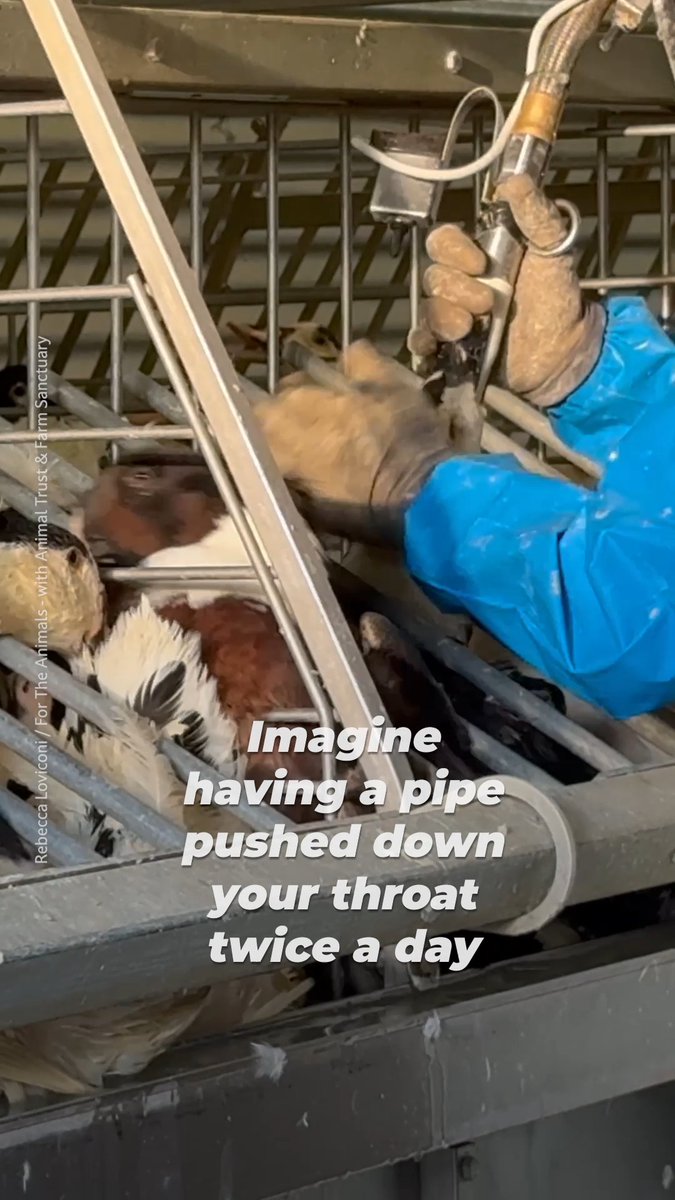 If you were in their place, you would fight to breathe, feel unimaginable fear, & suffer until you're killed. For foie gras, ducks have to endure THIS two to three times a day ๐ Rebecca Loviconi / For The Animals - with Animal Trust & Farm Sanctuary (October 2025, France)