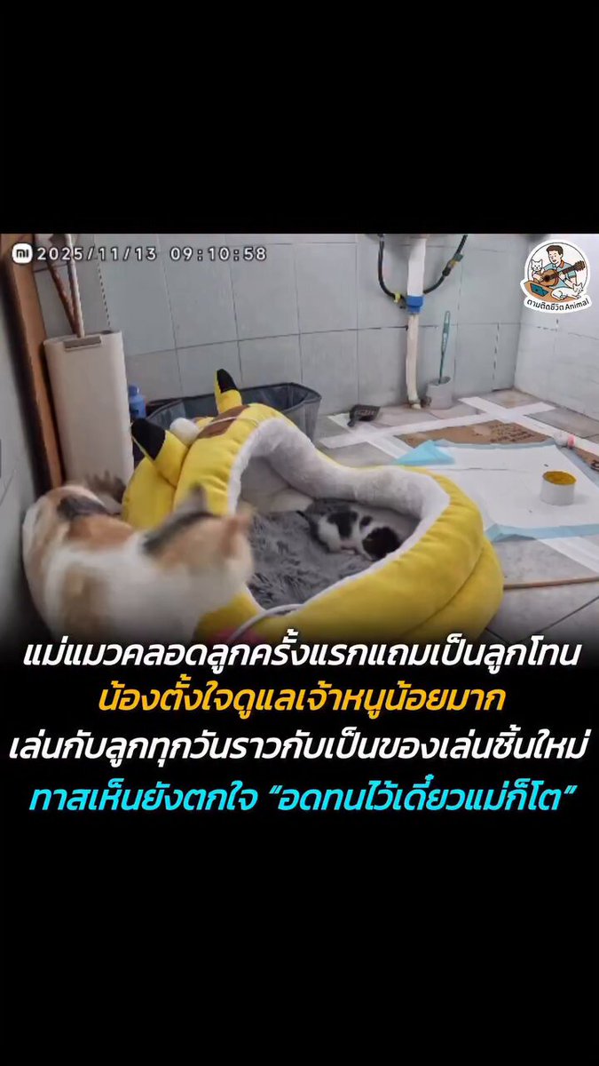 คุณแม่สามสีมือใหม่หัดเลี้ยงลูกโทนแบบฉบับฮาร์ดคอร์ ตบลูกไปมาราวกับว่าได้ของเล่นชิ้นใหม่ ที่ไหนได้ลูกตัวเอง !!! เห็นแบบนี้แต่น้องรักลูกนะ แค่แสดงออกไม่ค่อยเก่ง เล่นแรงจนทาสต้องจับตา แต่เห็นแบบนี้เจ้าหนูโตไวมาก เพราะแม่ปั้นมากับมือ 🤣🤣🤣 #หมา #แมว #ทาสแมว #อาณาจักรสัตว์โลก #ตามติดชีวิตAnimal