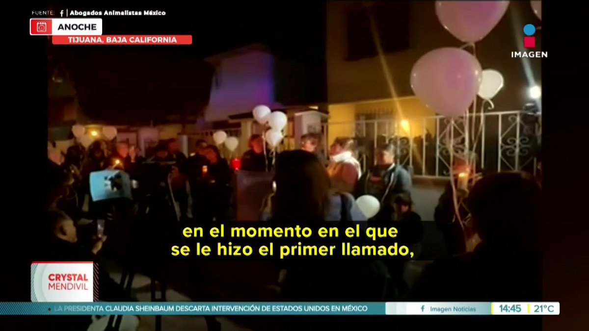 "Chato" un perrito boxer fue asesinado a golpes por el hombre con el que vivía en #Tijuana. #YoTeVeo #ImagenNoticias con Crystal Mendivil Imagen Crystal