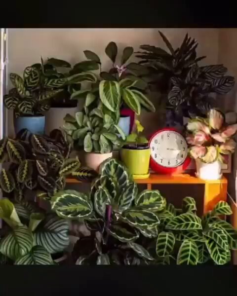 someone filmed a 24 hour time-lapse of their plants to show how much they love to move