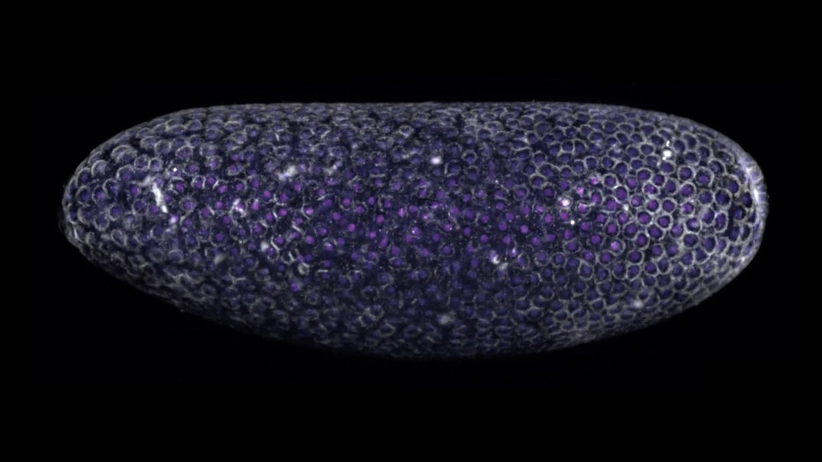 We often think of our genes as the script of our fate. But genes are not the whole story.