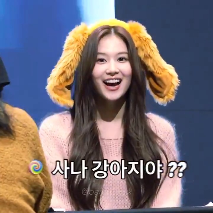 온다.... 강아지파 붐이 온다...!!!🤭