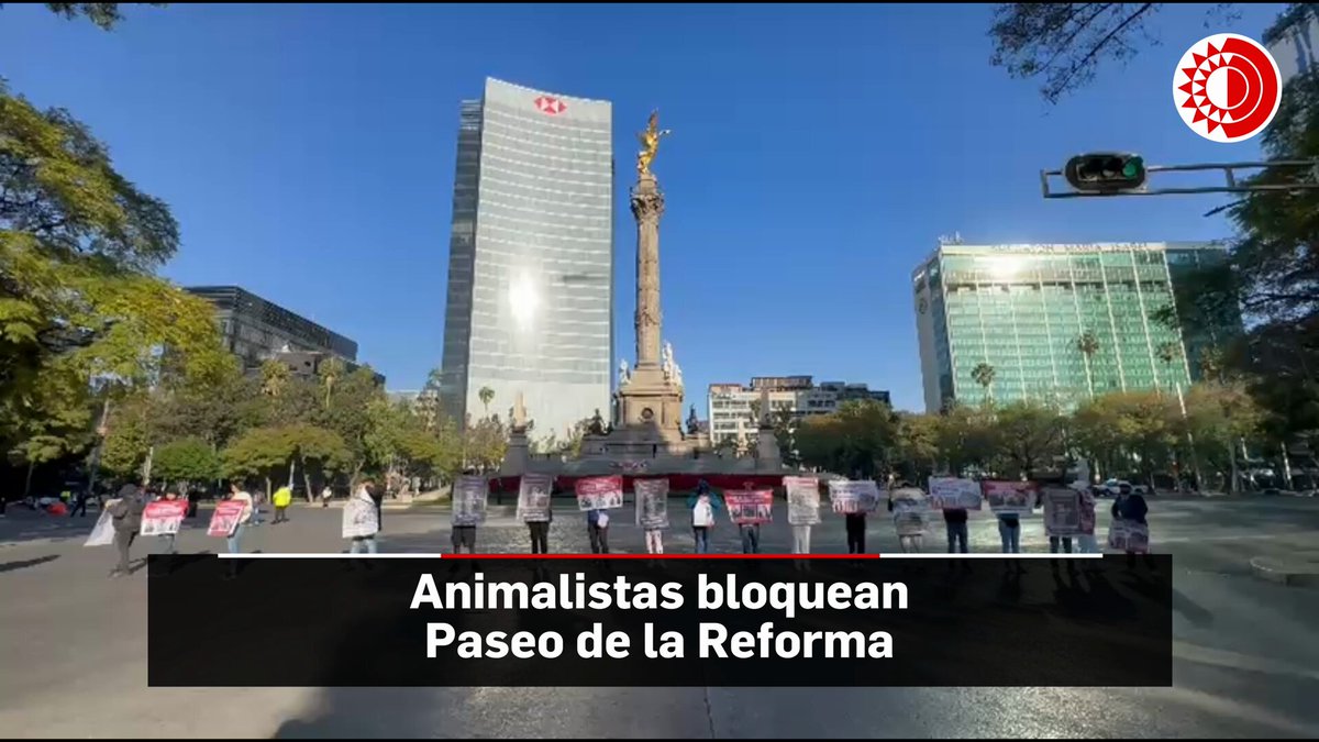 🐶😺 Animalistas bloquean Paseo de la Reforma para exigir la restitución a la Fundación Antonio Haghenbeck de la posesión del predio donde operaba el Refugio Franciscano, ubicado en la alcaldía Alcaldía Cuajimalpa, así como la continuidad en el resguardo, alimentación y atención médica a los perros y gatos rescatados. #VideosLaJornada