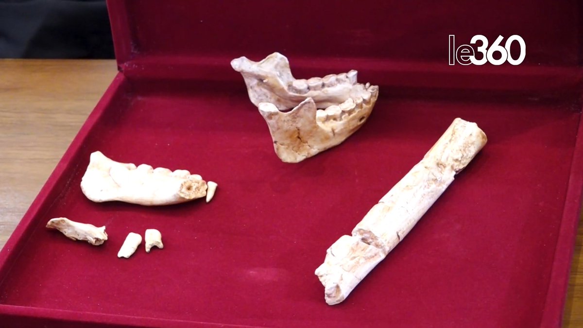 🇲🇦⛏️ Archéologie : des fossiles de type Homo erectus, vieux de 773.000 ans, découverts à Casablanca