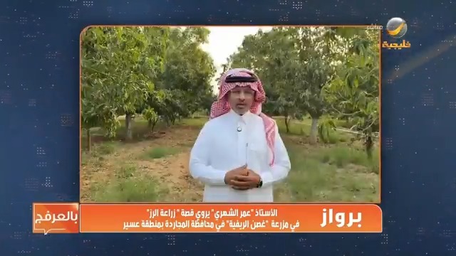 #برواز الأستاذ "عمر الشهري" يروي قصة" زراعة الأرز" في مزرعة "غصن الريفية" في محافظة المجاردة بمنطقة عسير بلدية المجاردة عمر الشهري من برنامج #ياهلا_بالعرفج #روتانا_خليجية