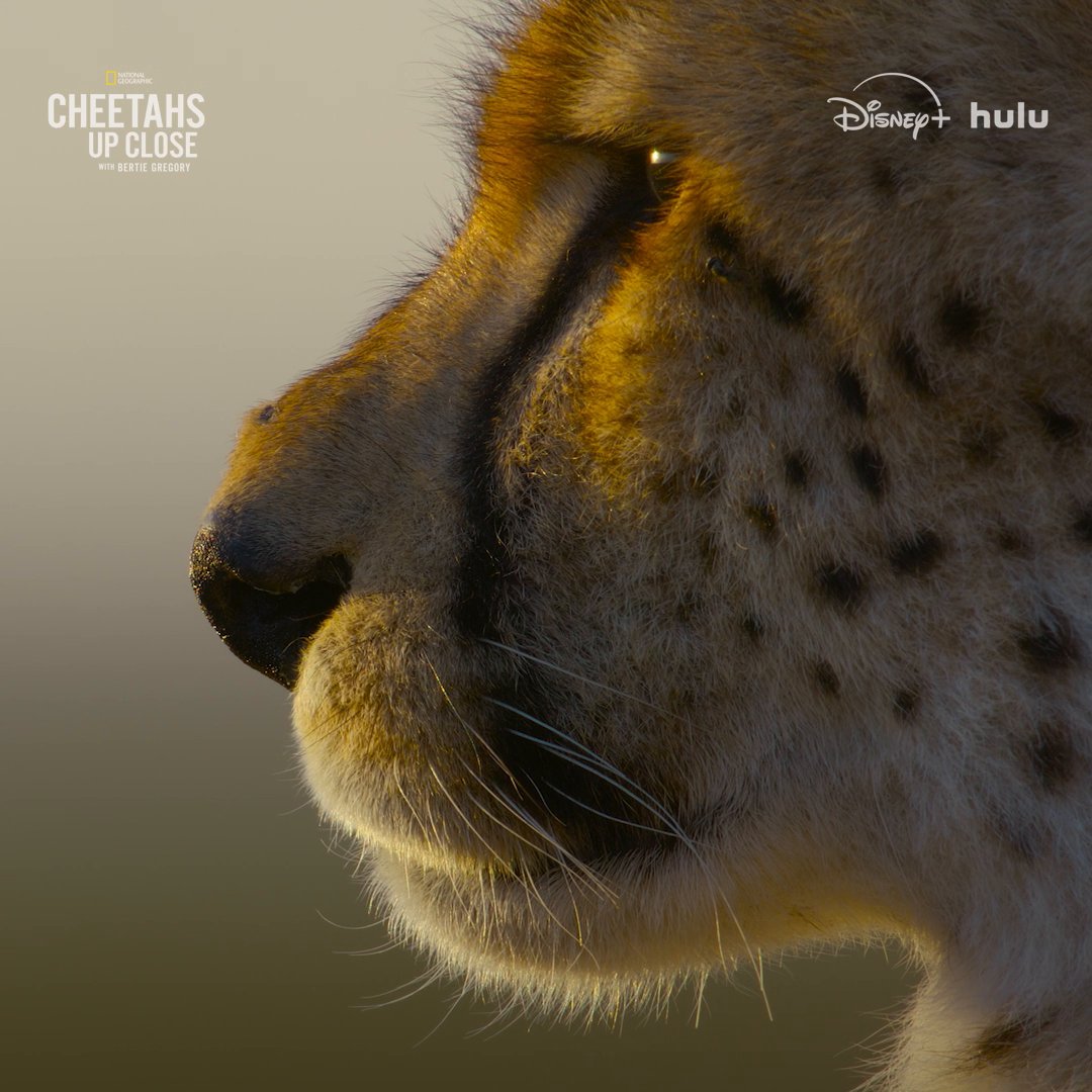 For these cheetahs, even a successful hunt can still end in failure. #CheetahsUpClose with Bertie Gregory is now streaming on Disney+ and Hulu.