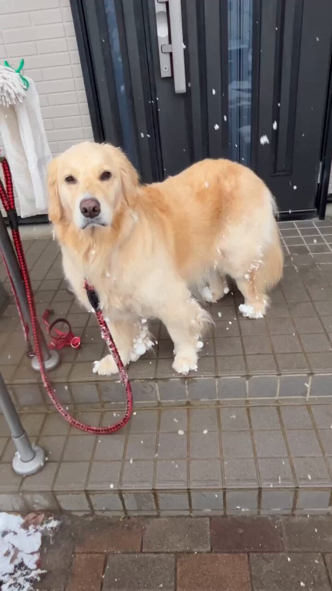 足にいっぱい雪玉付いてる🤭🐶 #ゴールデンレトリバー #大型犬 #犬好きな人と繋がりたい #犬がいる生活