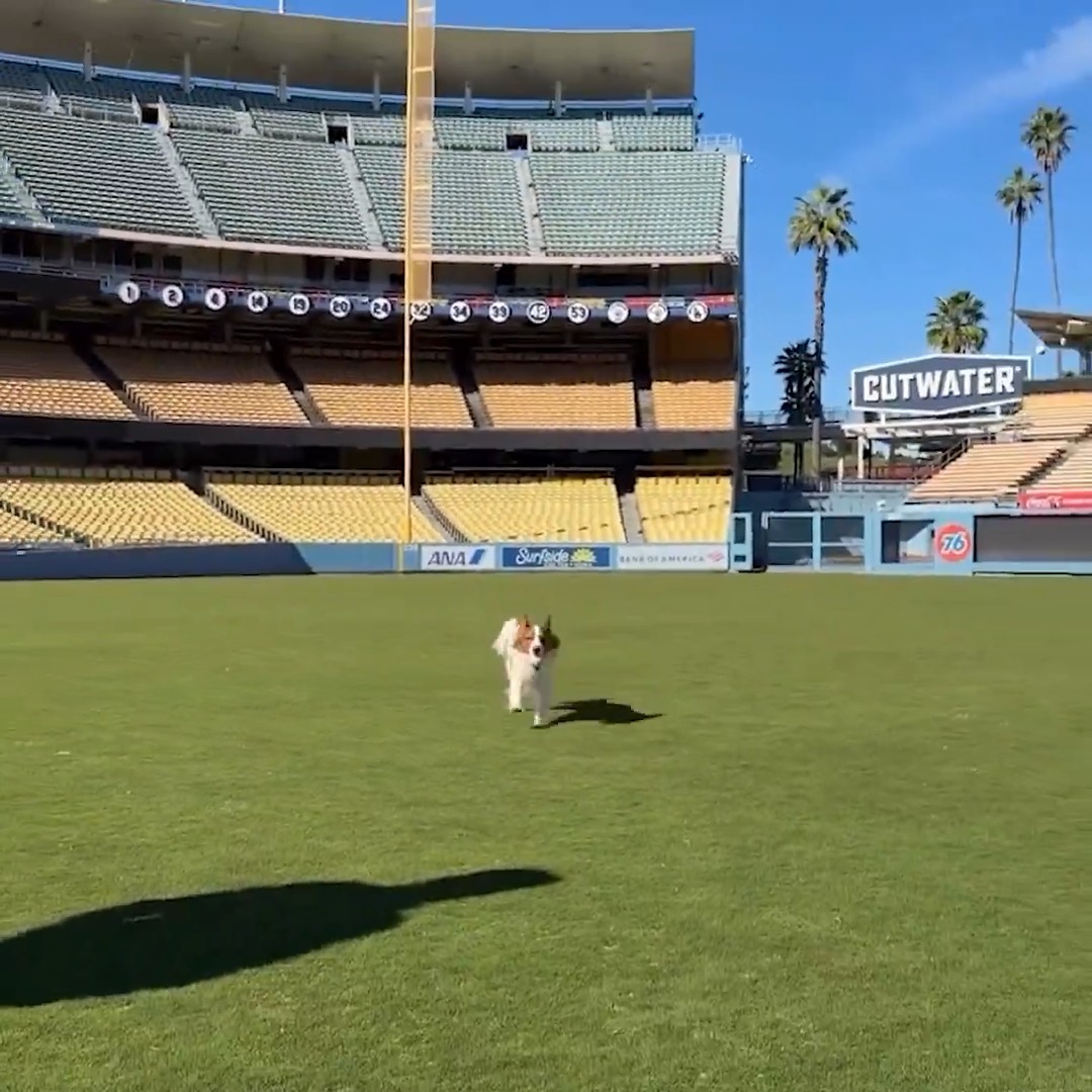 Decoy is gearing up for the 2026 season! ⚾️🐶 📹: Shohei Ohtani/IG