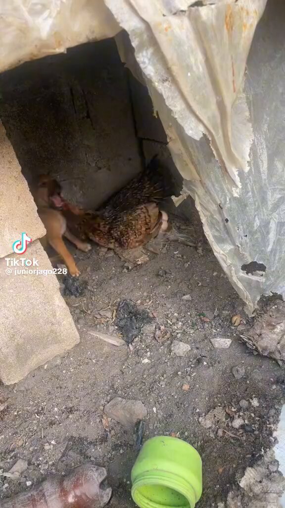 But the question is… what’s the dog doing there in the first place?🤷🏾‍♂️😂😂😂