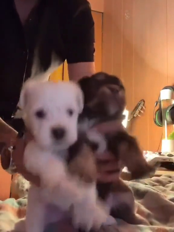 Too cute friends 🐶🩷