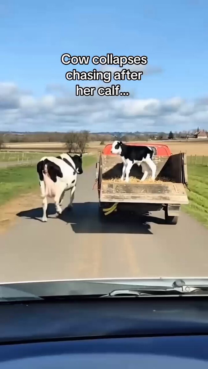 The farmer sells the calf and the mother chases him and then collapses on the ground... and then
