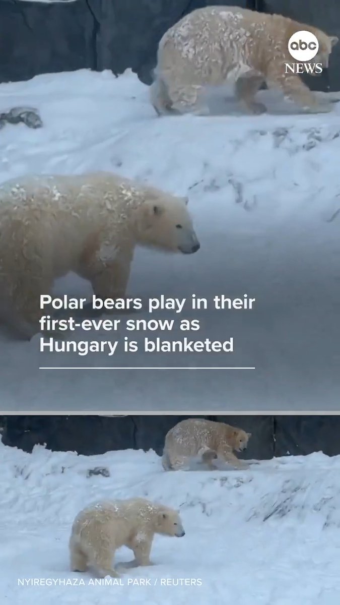 Polar bears at a Hungarian zoo played in the first snow they had seen in their lives, according to the Nyiregyhaza animal park, as a powerful winter storm blanketed much of the country.