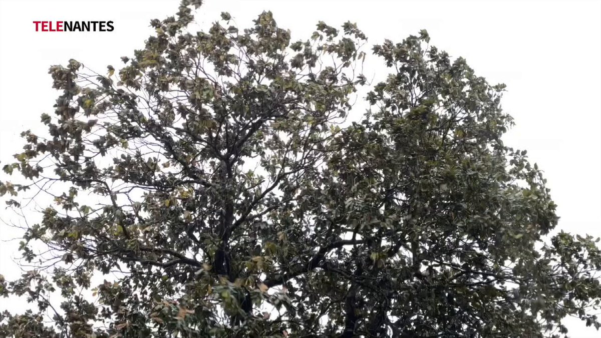 Ecoles vidées, parcs fermés, la Loire-Atlantique se prépare pour la première #tempête de l'année. Suite à une consigne de la préfecture mal interprétée, les établissements scolaires se sont vidés à la mi-journée. #meteo