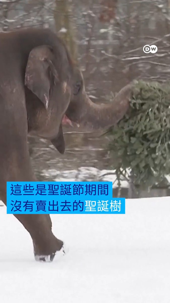 🎄滞销的圣诞树怎么办? 给动物们当大餐! 圣诞节没有卖出去的圣诞树,有了个好去处:柏林动物园提供给动物们作为节日大餐。大象和熊猫都很喜欢。#dwnewsshorts