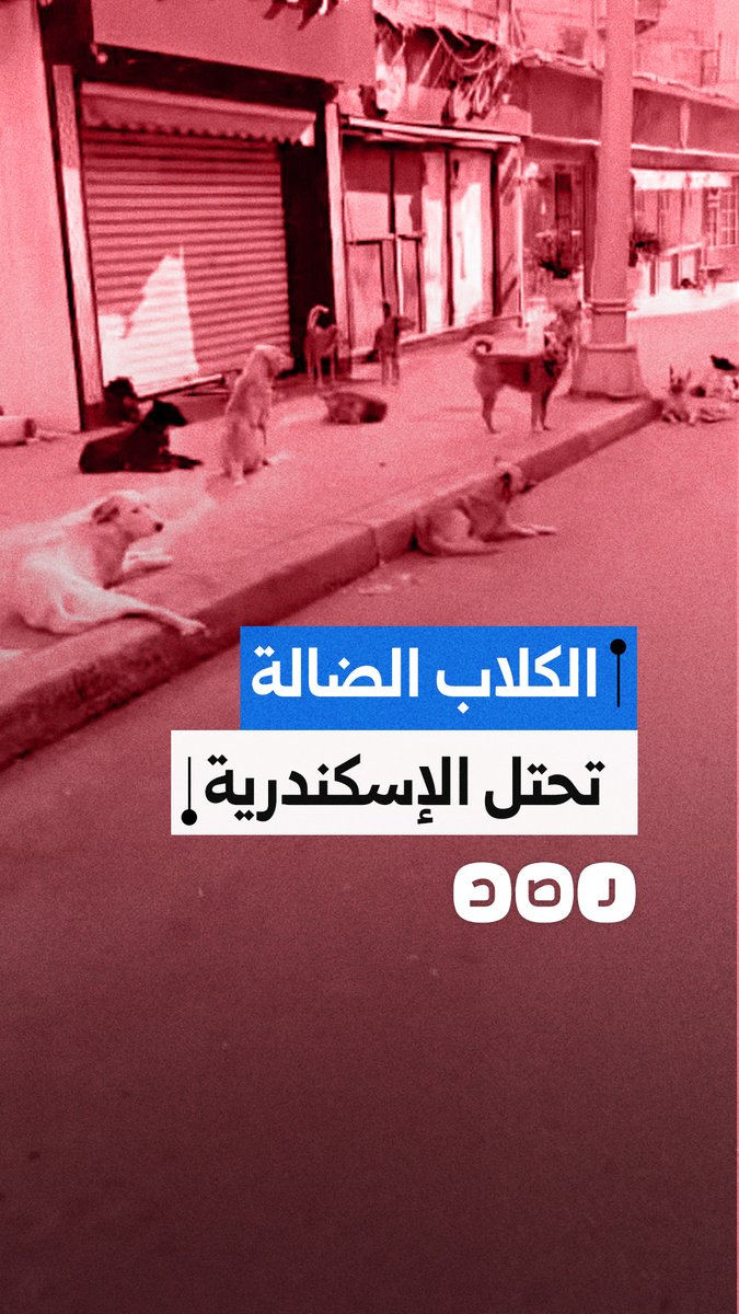 مواطن يوثق تجمع عدد كبير من الكلاب الضالة في محافظة الإسكندرية