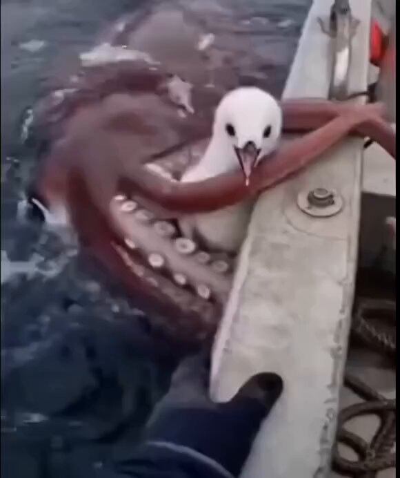 صياد يحاول إنقاذ بطريق ابيض من أختبوط ضخم 🐧🌊