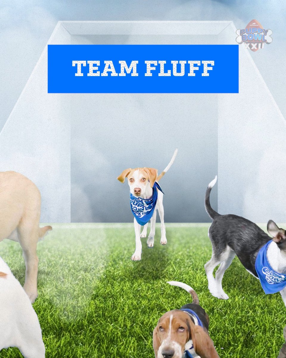 🚨 The Puppy Bowl roster is set 🚨 Team Ruff and Team Fluff are ready for the showdown. #PuppyBowl returns Sunday, Feb 8 at 2p ET | 11a PT on Animal Planet. Meet this year’s pupletes and more ➡️