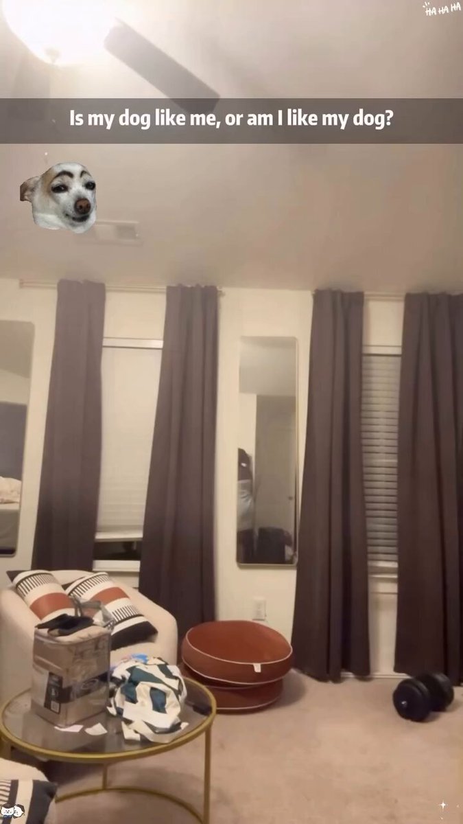 Like owner like dog 😂