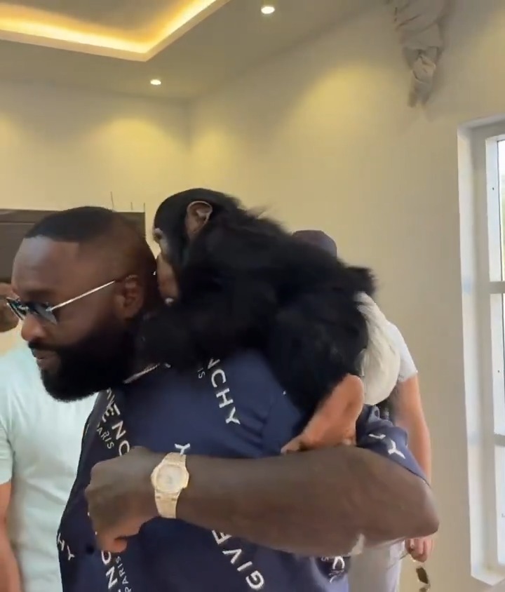 Rick Ross gets up close with a chimpanzee, lion and tiger in Dubai. Would you do the same?
