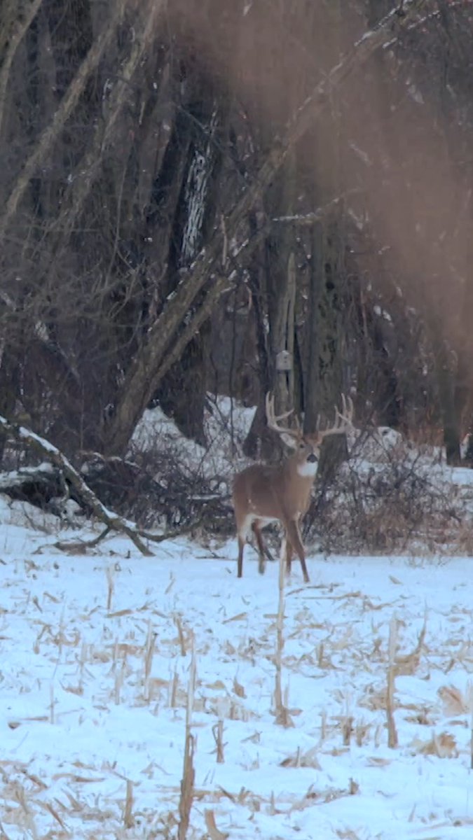 Late season dreams. #Realtree