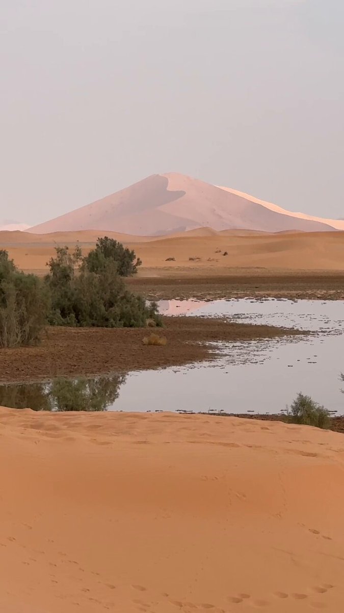 وصلنا إلى واحة الصحراء تلقب بـ أم الحيش لكثرة النخيل فيها وتعتبر من اكثر الاماكن زيارة في الربع الخالي من السياح سواء اجانب أو سعوديين تعتبر لوحه فنيه وانعكاسات الرمال على البحيره شي غير طبيعي #سائح_تيوب_في_الربع_الخالي
