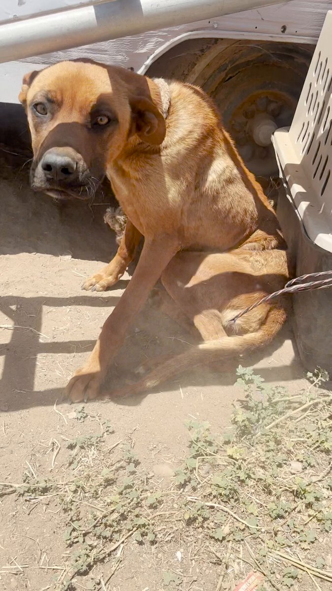 The way he lights up when he meets his new pittie brother 😭❤️ Keep up with his rescuers: &amp; Thanks to Fresno Humane for saving this sweet pup! See more adoptable pets: and: