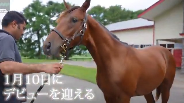 サヴマ が 1月10日(土) 中山競馬場 第5レース 3歳新馬 (芝2000m、12:25発走)でデビューします! デビュー戦の前にスペシャル動画をぜひご覧ください! #BanusySpecialMovie #バヌーシー