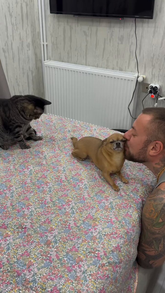 This is the kiss attack specialist. Rescued from the shelter &amp; hasn’t stopped smothering his hooman with affection since day one. Side-eyeing the kitten like “this is MY cuddle session” such devoted love, would adopt twice