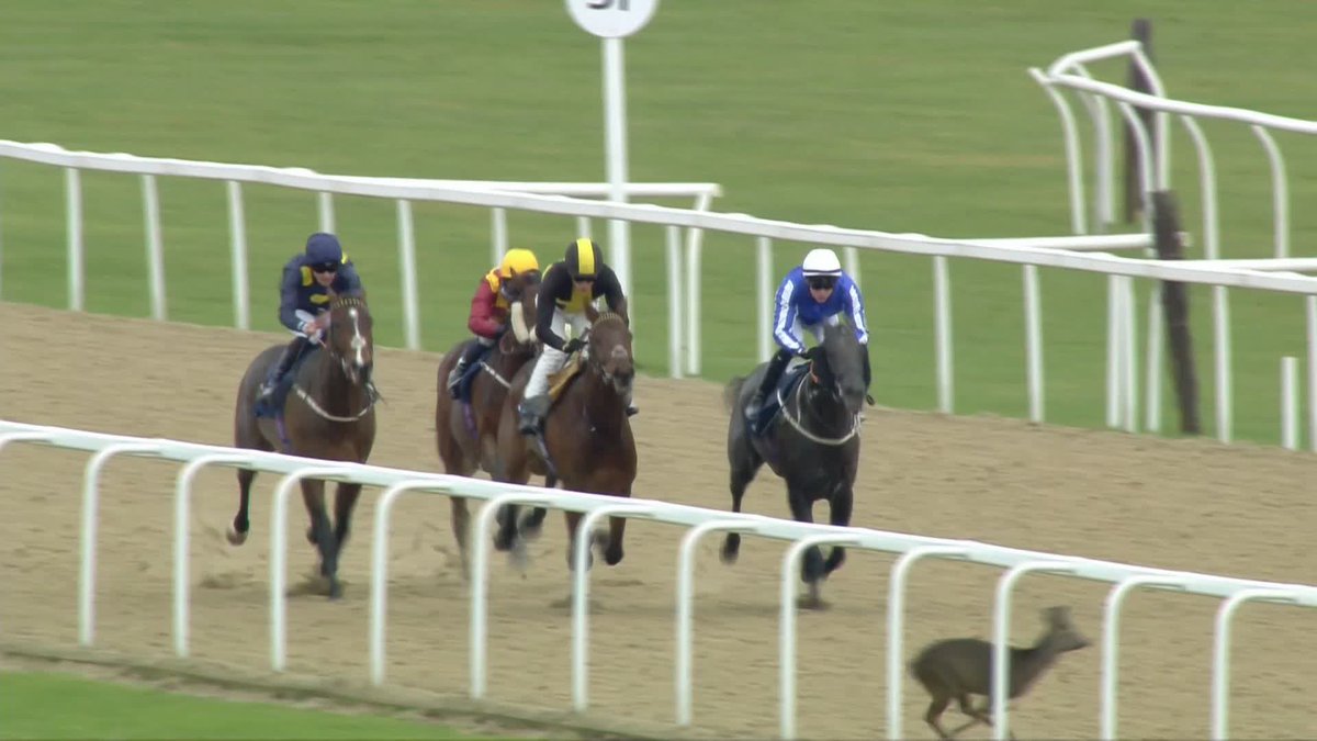 The stewards at Newcastle Racecourse have reviewed an incident in the 1.57pm race where a deer ran across the track. The Clerk of the Course explained that it was unusual for the deer to be in this location and that this area would be monitored in future.
