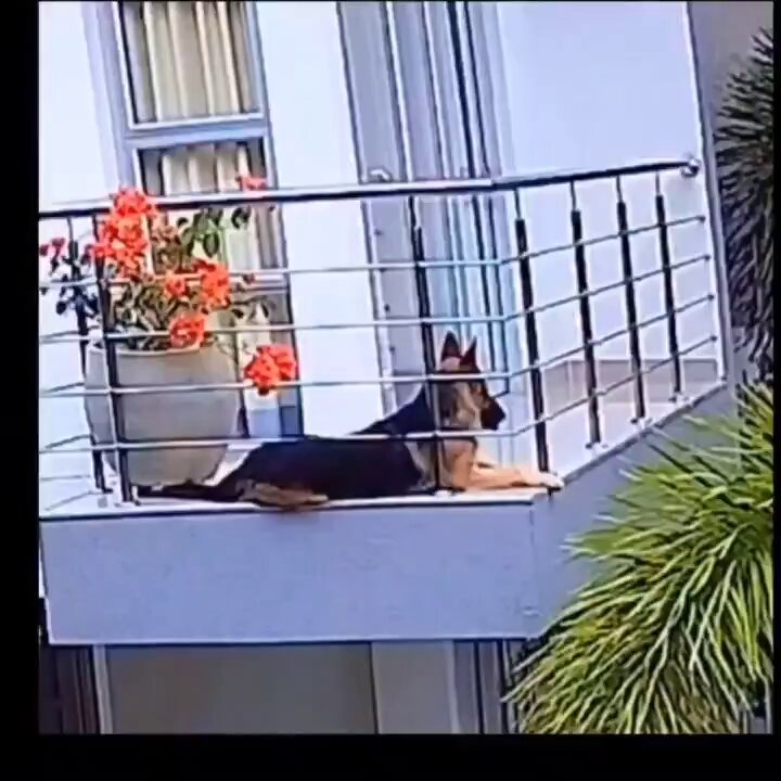 Même au bord de tomber de là-haut, le petit chien remuait la queue dès qu’il apercevait son maître. Seul quelqu’un qui a déjà eu un chien peut comprendre ce que ça fait 😭🥹