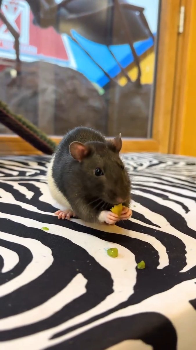 Come on in, the water's fine 🐀🏊 Rats like Spencer usually get a bad rap due to many myths about them. Rats are amazing creatures who are highly intelligent, social, and extremely clean since they groom themselves often. Domestic rats can also make great pets!