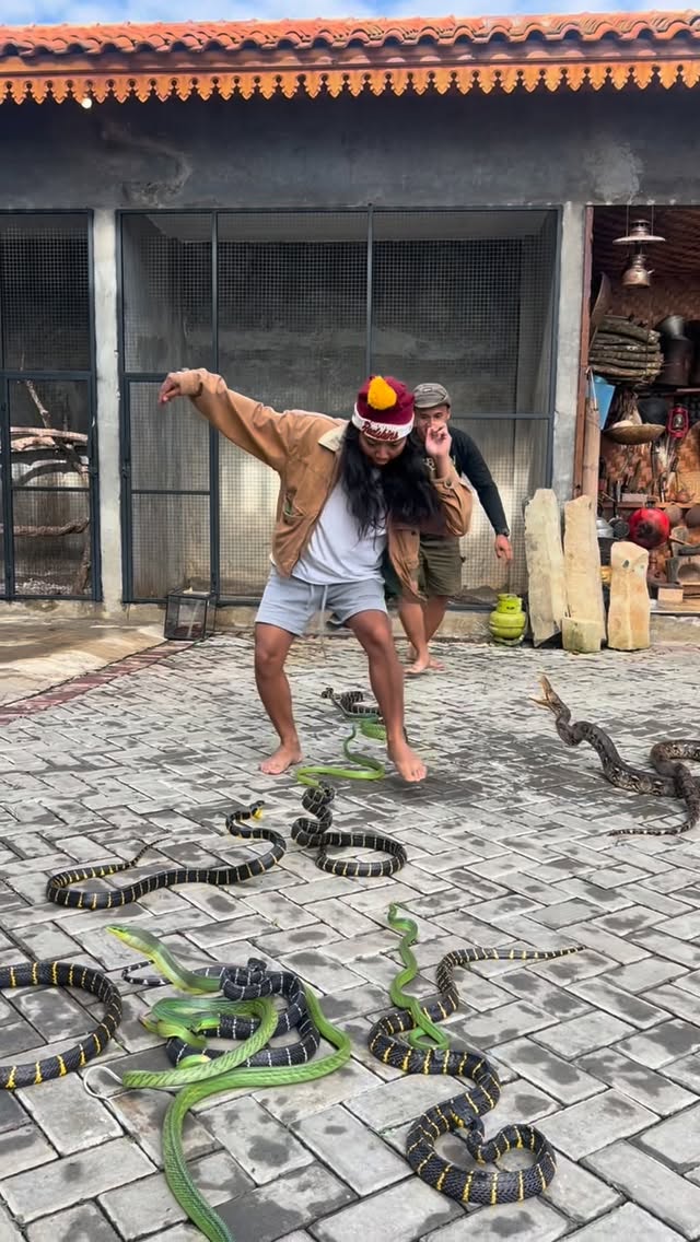 Are those snakes poisonous?