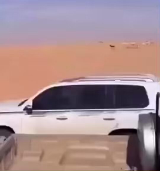 جمال غاضبة تطارد حمار هارب