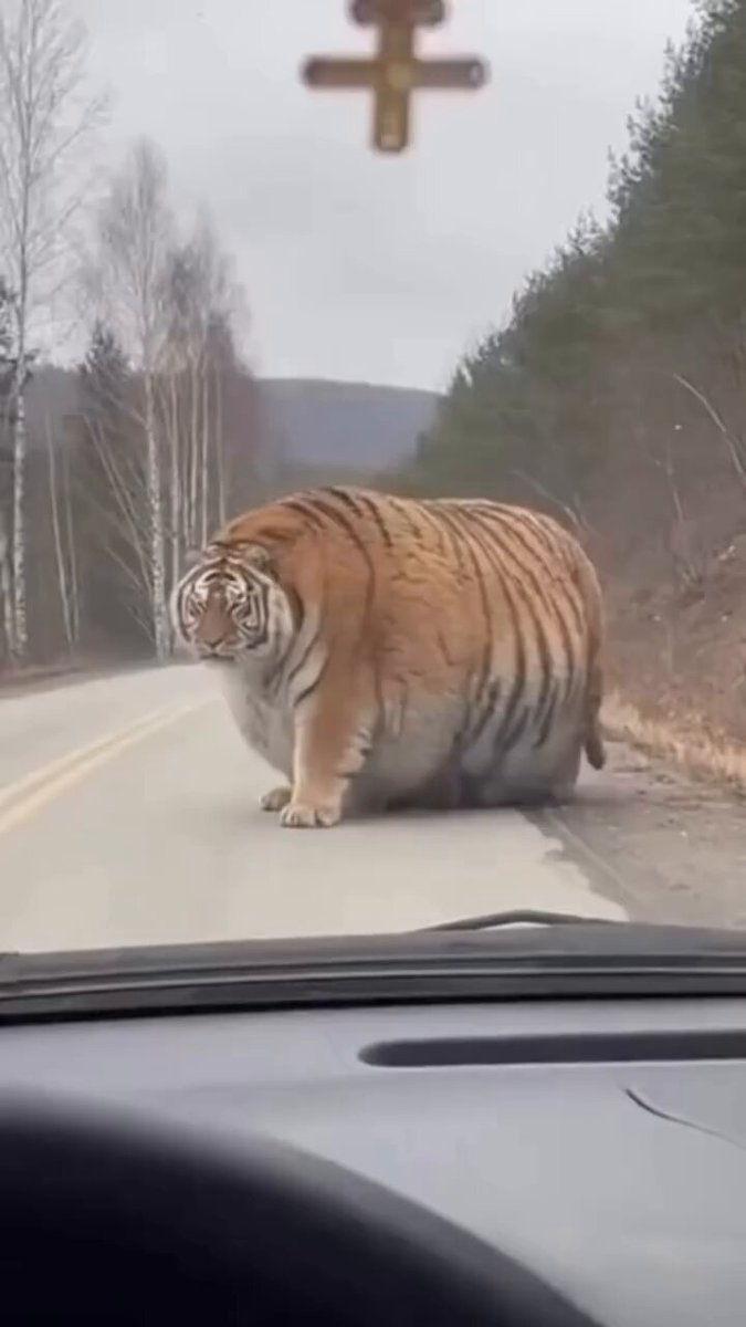 I Met an Obese Tiger on the Road 😭