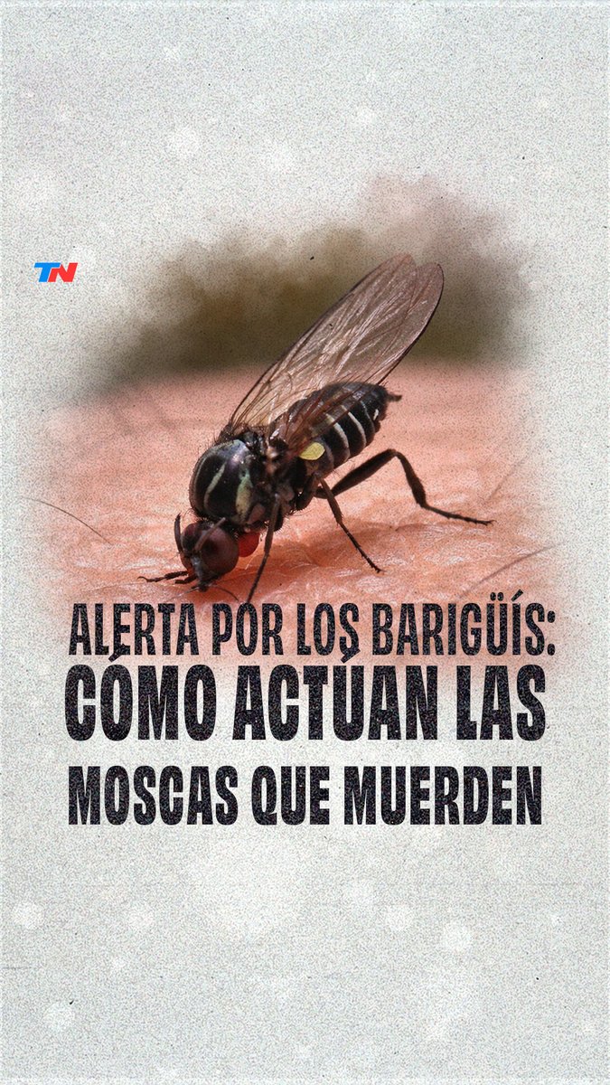 Alerta por los barigüís: cómo actúan las moscas que muerden Por Guillermo Lobo