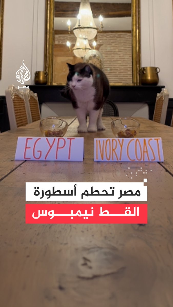 منتخب الفراعنة يحطم أسطورة القط نيمبوس، عرّاف كأس الأمم، بعد جدل واسع إثر توقعاته الصائبة التي خابت في مواجهة مصر وكوت ديفوار