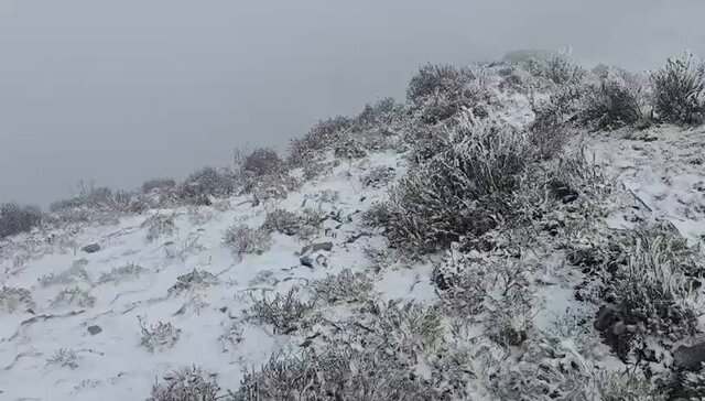 #Entérate ❄️| Informa Protección Civil Nuevo León caída de nieve en el Cerro del Potosí en #Galeana , #NuevoLeón 🥶⛄️ 📹 // Protección Civil NL