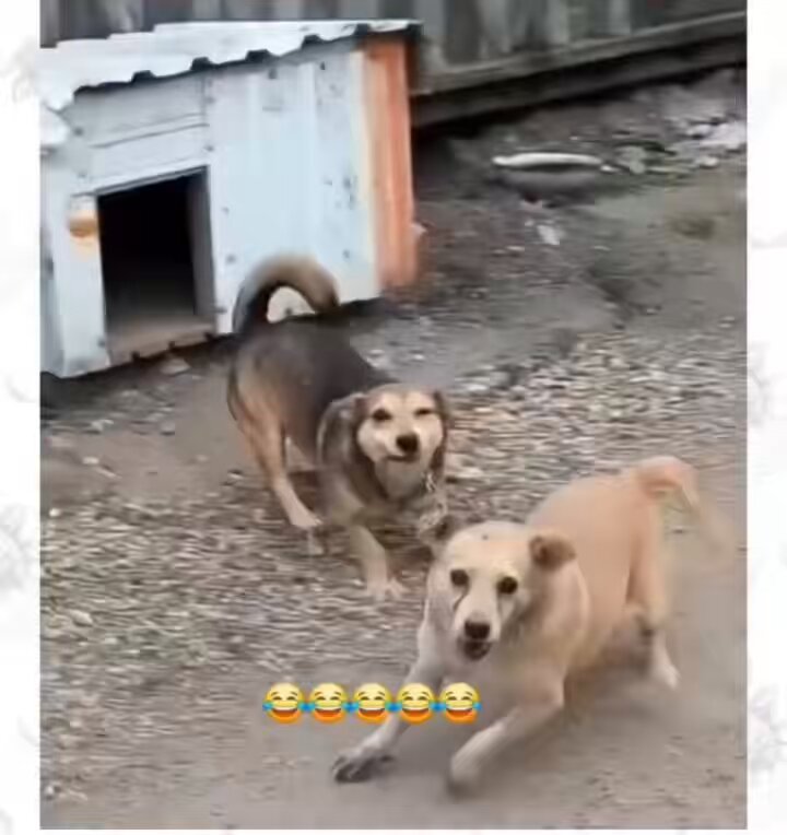 Pode passar, moça, ele não morde, só late! 😅
