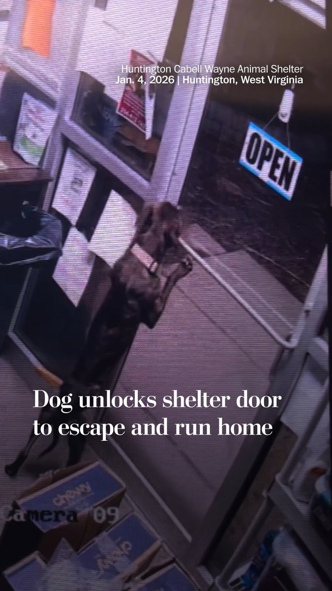 After a West Virginia shelter dog named Dawson escaped from his gated enclosure and then used his teeth to open the front door on Jan. 4, a search began. Dawson arrived at the shelter on Dec. 31 after he was picked up by animal control officers. They had received a call about an abandoned dog in a home, the shelter director said, but they ended up bringing two more — including Dawson — to the shelter. Dawson appeared to be taken care of and did not show signs of neglect. A few days into the search for Dawson, someone commented on the shelter’s Facebook page that the dog's name is Rufus and that he is home safe. “We’ve not had anything happen like that before,” said Courtney Proctor Cross, the shelter director. “That is one smart little dog.”