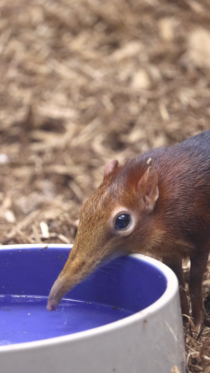 Lucky and Rhea on the hunt for treats! 😋 Black and rufous elephant shrews have an amazing sense of smell! As their main form of enrichment, their Animal Care Specialists will hide food throughout their habitat and have the shrews forage for it.