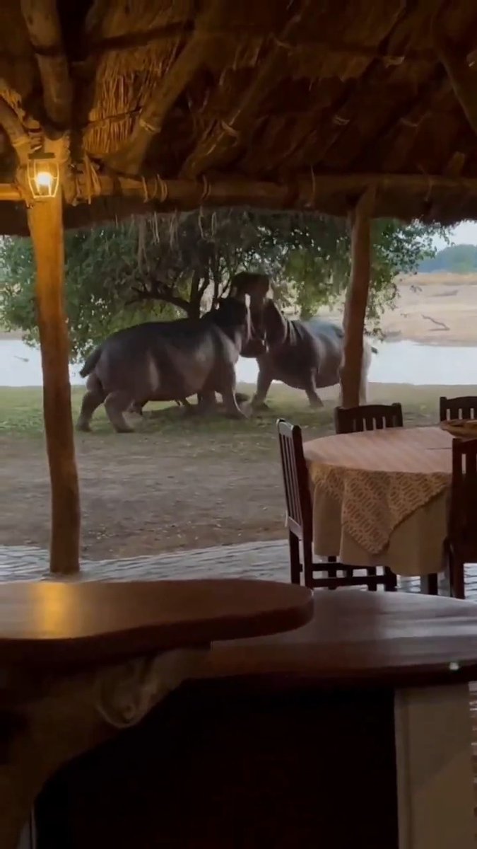 Only humans would sit there and watch instead of getting between them and breaking it up